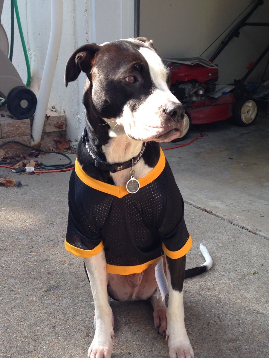 DRMend's tweet photo. @GaryPinkel @gpmade_ @MizzouHoops @MizzouAthletics @MizzouAlumni I love your dog! Looks just like our dog Truman https://t.co/jOZ949r06D