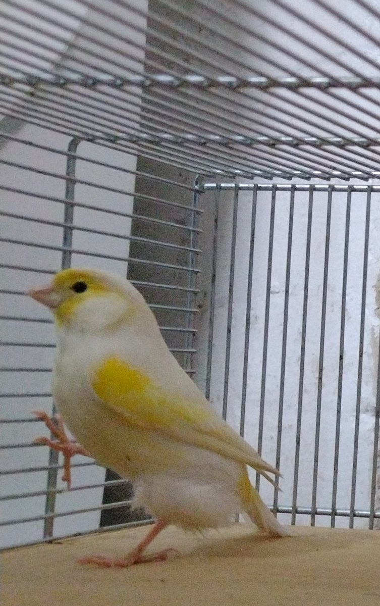 Wer vermisst seinen Kanarienvogel?
Gefunden in Rehme, nahe Automuseum.