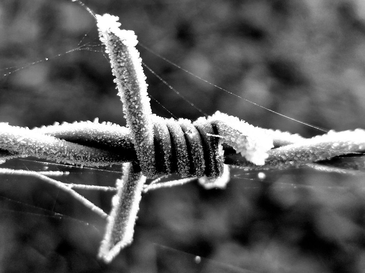 keyses's tweet image. Frosty