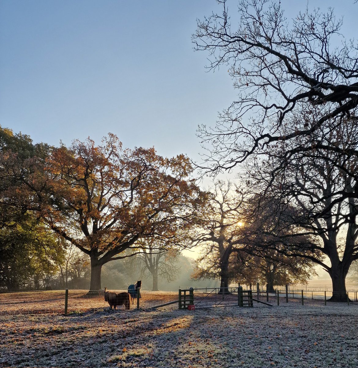 keyses's tweet image. Frosty