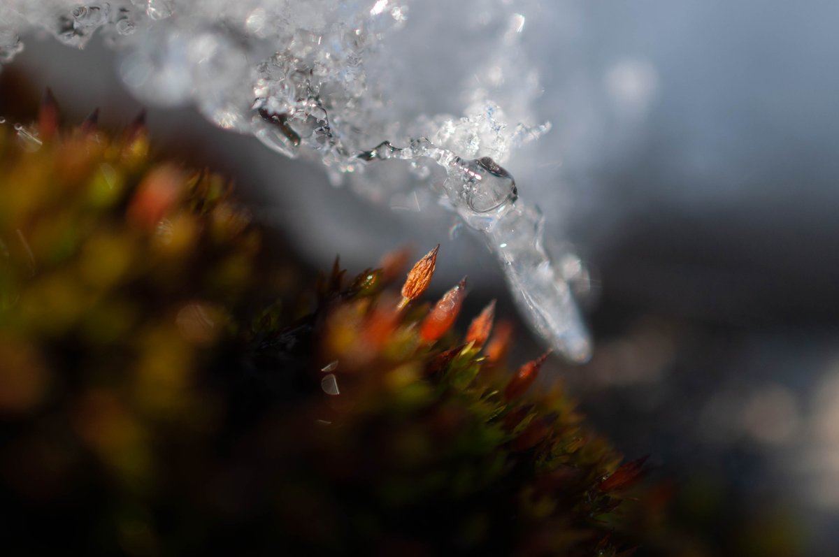 Orthotrichum anomalum under the snow

#mosses #bryology #plants #nature #naturephotography #biology #naturalist #bryophyte #winter #snow