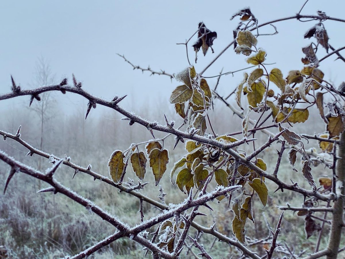 WalkinginKent's tweet photo. Frosty landscapes on a short walk near Petham. 
.
#petham #frost #kent #kentdowns #discoverkent #explorekent #visitkent #walkinginkent #naturephotographer #naturephotograpy #naturephotographyuk #lovekent #ethnobotanist #ethnobotany #plantsmatter #charthamdowns https://t.co/oJerFXzr5w