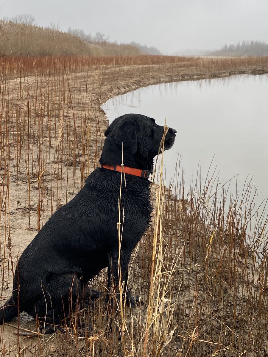 SuzieQuackers2's tweet photo. Greenheads are a fickle Mistress or limit this mornπ 2 GWT, 1 Gad and 1 Mr Green round out the Bag! New River spot holdin birds. More patience and better shootin would help. Great Morning beside my Best Buddy! #HuntingFeedsMyFamily #Drake #RetrieversSaveGame #LabradorRetriever https://t.co/Jdr9T67xQj
