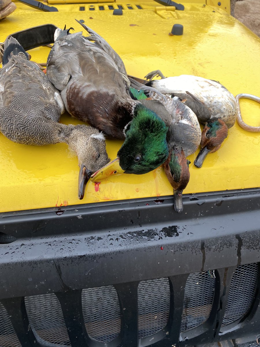 SuzieQuackers2's tweet photo. Greenheads are a fickle Mistress or limit this mornπ 2 GWT, 1 Gad and 1 Mr Green round out the Bag! New River spot holdin birds. More patience and better shootin would help. Great Morning beside my Best Buddy! #HuntingFeedsMyFamily #Drake #RetrieversSaveGame #LabradorRetriever https://t.co/Jdr9T67xQj