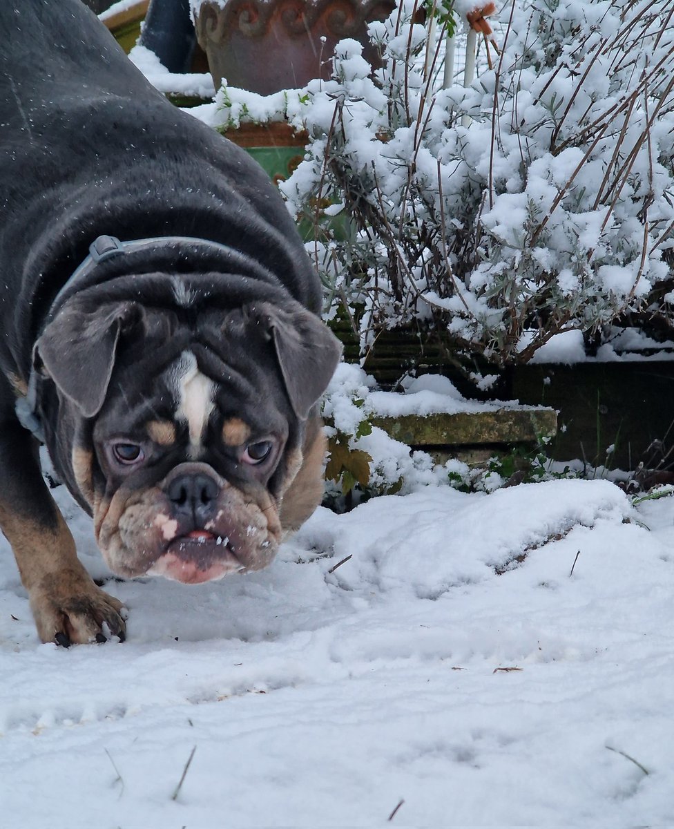 keyses's tweet image. First time seeing snow