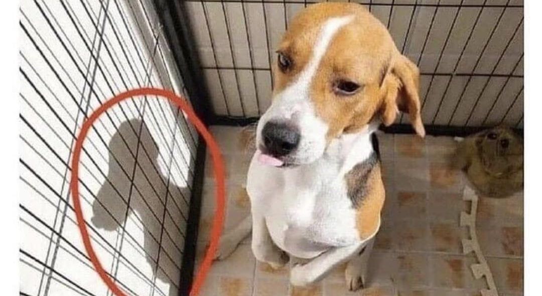 jimrosecircus1's tweet image. Undeniable evidence that Snoopy really is a beagle.