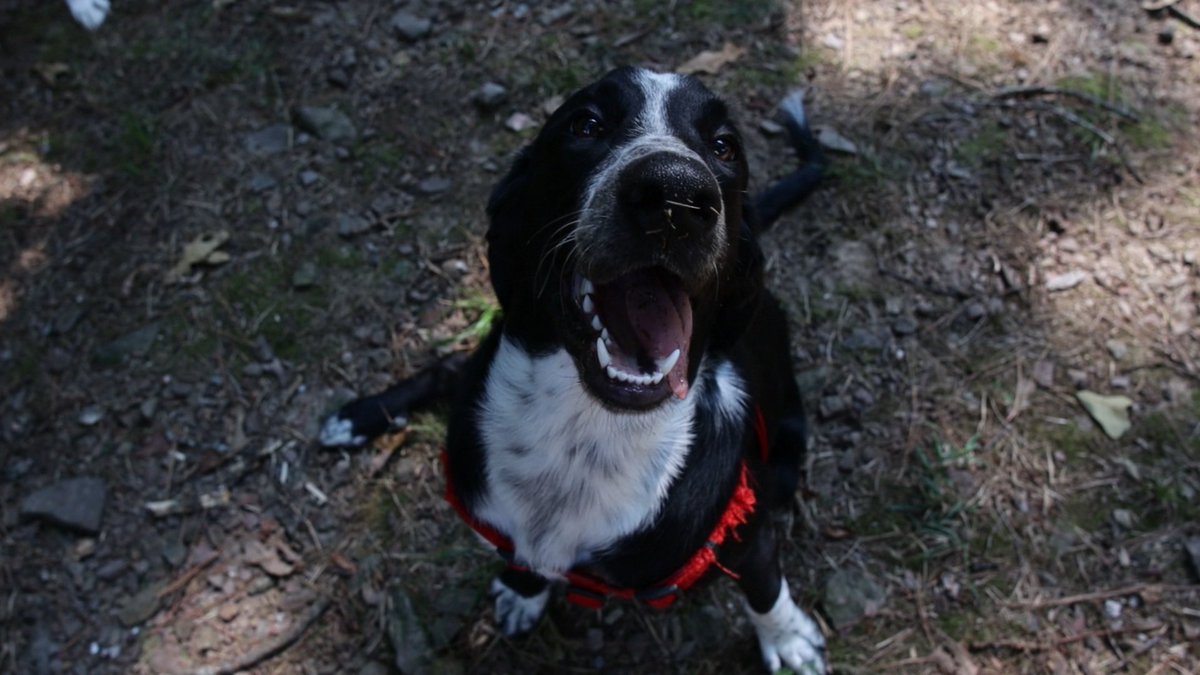 Stay_Inverted's tweet photo. Deacon turns ✌🏼today 🥳🐾

First two pics are the day I found him. Second two are some of my favorites https://t.co/fBaojrbn27