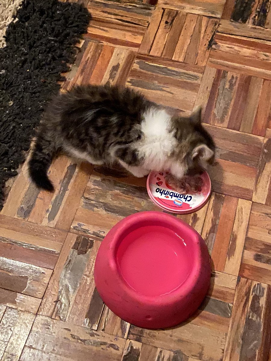 ANTIG0N4's tweet photo. ontem colocaram esse gatinho dentro do meu portão. é um machinho muito brincalhão e carinhoso, vai ser desvermifugado e receber antipulgas ainda hoje. não posso ficar com ele pq moro em casa com pátio aberto e 3 cachorros. :( se alguém tiver interesse em adotar, me chama! poa-rs https://t.co/fG6hXX9QJB