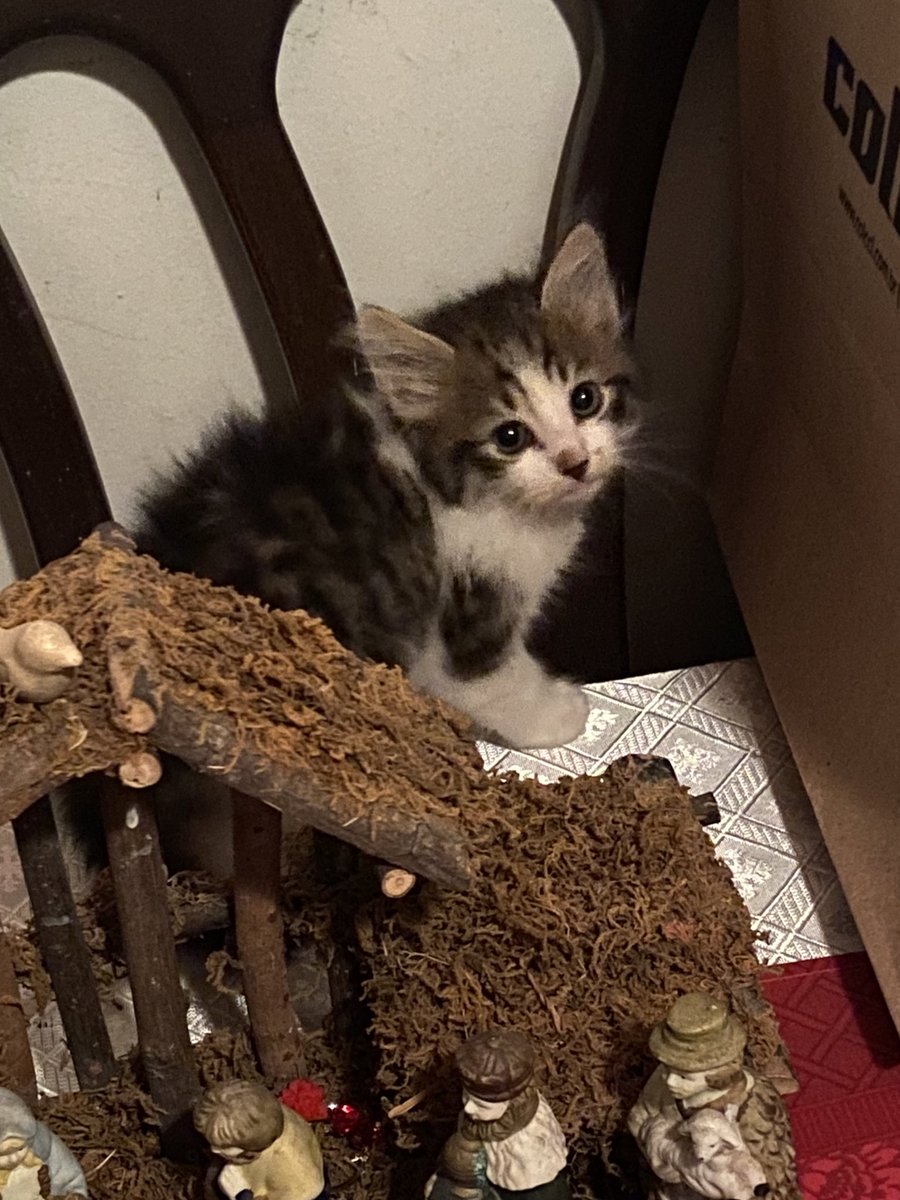 ANTIG0N4's tweet photo. ontem colocaram esse gatinho dentro do meu portão. é um machinho muito brincalhão e carinhoso, vai ser desvermifugado e receber antipulgas ainda hoje. não posso ficar com ele pq moro em casa com pátio aberto e 3 cachorros. :( se alguém tiver interesse em adotar, me chama! poa-rs https://t.co/fG6hXX9QJB