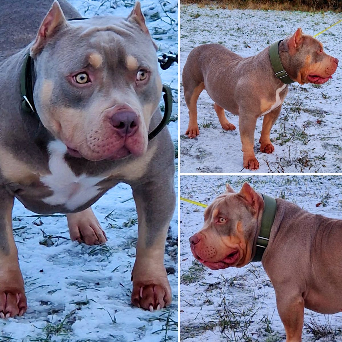 kevthedon870's tweet image. ♂️BUBBA♂️

@K.n_bullys

#abkc #abkcamericanbully #americanbullyofinstagram#americanbullyofinstagram #abkcbully#americanpocketbullies #americanbully#americanbullypuppy #puppy #pocketbullypuppy#pocketbullypuppy #puppiesofinstagrampocketbullysofinstagram