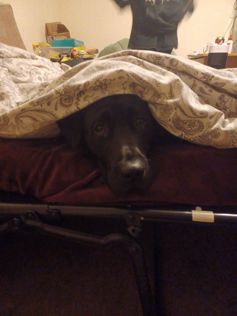 jettermelon's tweet photo. I hid in my friend's bed when they came to stay. They told me to go to bed. They meant I was naughty and should go to the crate, but their bed was so comfy! https://t.co/GZqR8ERO2q