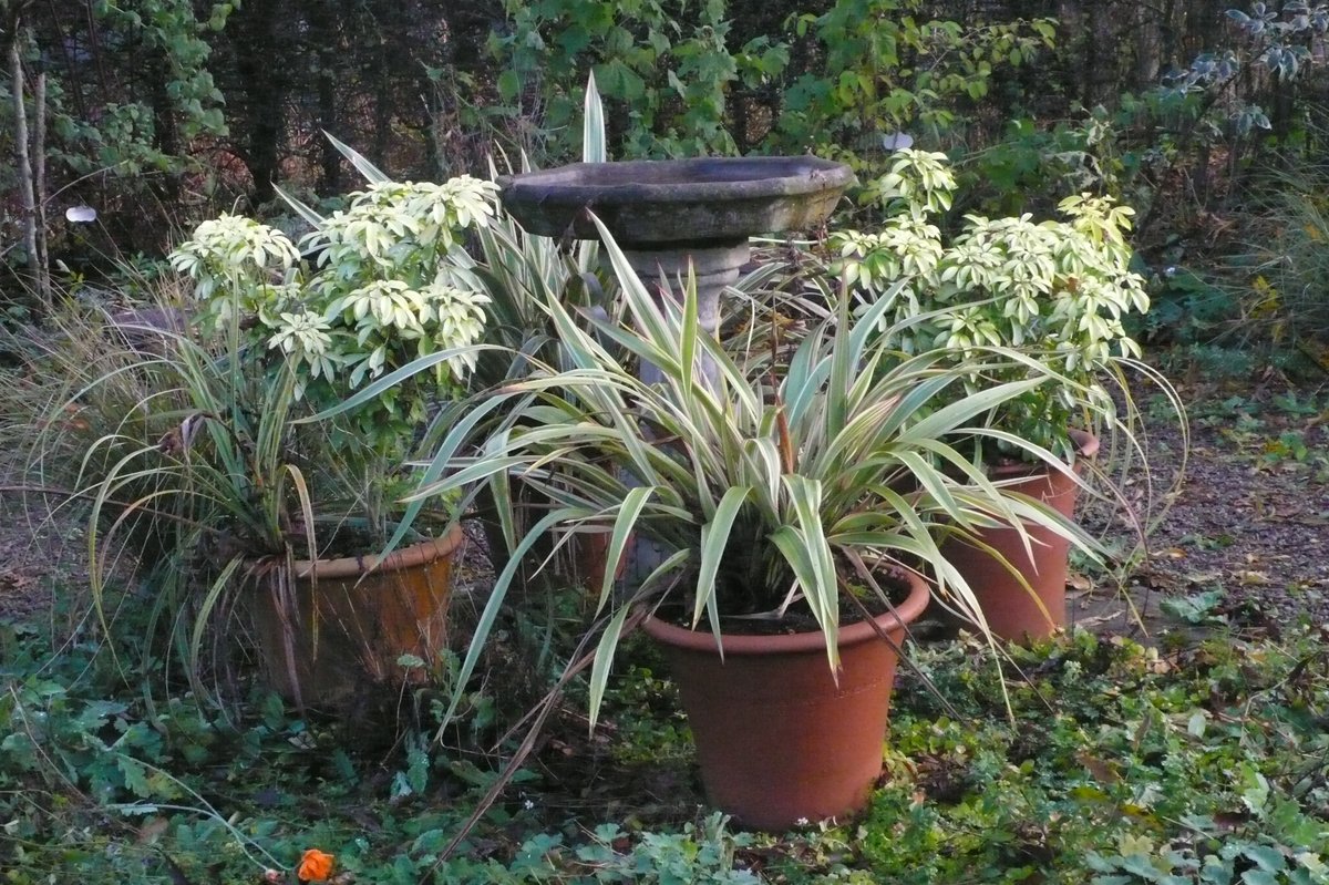 SLGardens's tweet photo. Walking round the corner into the walnut garden, I am faced with these pots and they continue to cheer me up even on damp dismal winter days
#WinterPots #GardenJoy #Evergreens #OpenGarden#Yorkshire https://t.co/acQRGkgkKQ