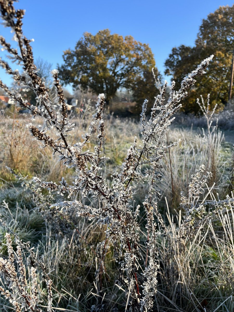 The Countryside Park was looking lovely today!  The hard frost and blue skys look epic #loveparkrun #brundall