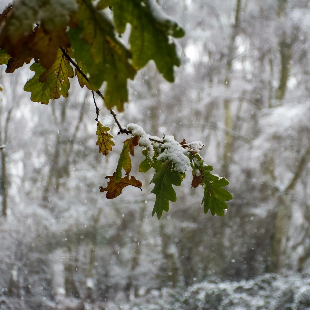 NewtonAndy's tweet photo. Highgate Common today #landscapephotography #snow #britishcountryside #highgatecommon https://t.co/oeUx9eRx77