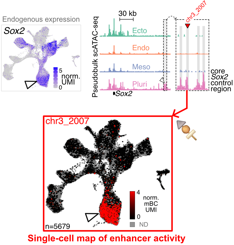 Our latest preprint from brilliant <a href="/jb_lalanne/">Jean-Benoît (JB) Lalanne</a> &amp; <a href="/SRegalad0/">Samuel Gabriel Regalado</a> is new single cell MPRA assay (sQers) with remarkable quantitative range, precision approaching Poisson shot noise. We apply sQers to discover autonomous germ layer-specific enhancers. PDF here: 
tinyurl.com/ym8r2jat