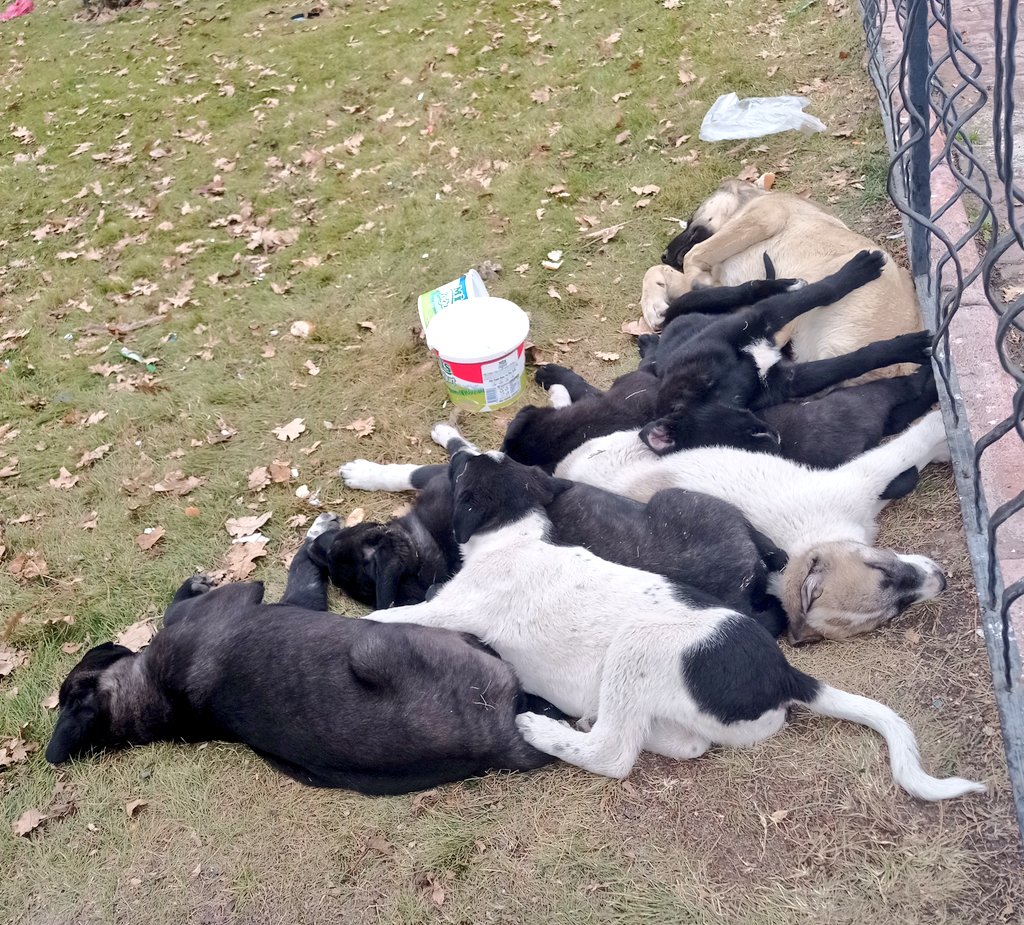 Nasıl kıyabiliyorlar böyle ponçik canlara anlam veremiyorum