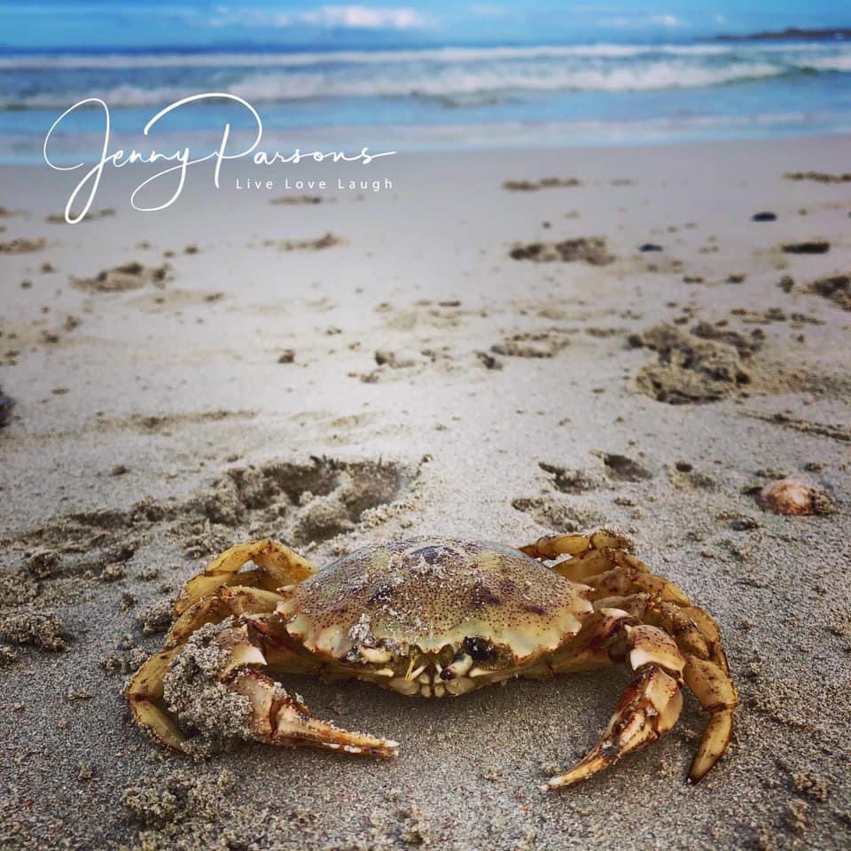 Spotted at the oceans edge this morning while walking the dogs - sand crab. The biodiversity that we are surrounded by is amazing...

#shorelife #crab #beach #biodiversity #walkingthedog #thisiswhyilivehere #pringlebaynaturalist #intertidalzone #livinginabiosphere