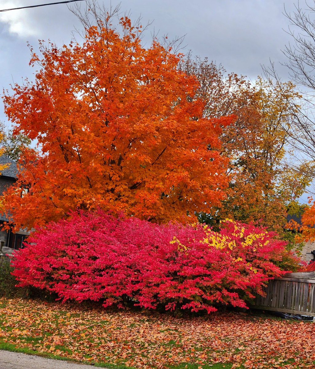 ruben_corella's tweet photo. #Gardening #gardenslover #garden #wondernature #amazinnature #red #redtree #redtrees #hojasrojas #rojo #arbol #jardin #otoñal #otoño #falltime #falllandscape #paisaje #omg #photo #belleza #autumncolours #foto #freshair https://t.co/99Mn9CDyFw