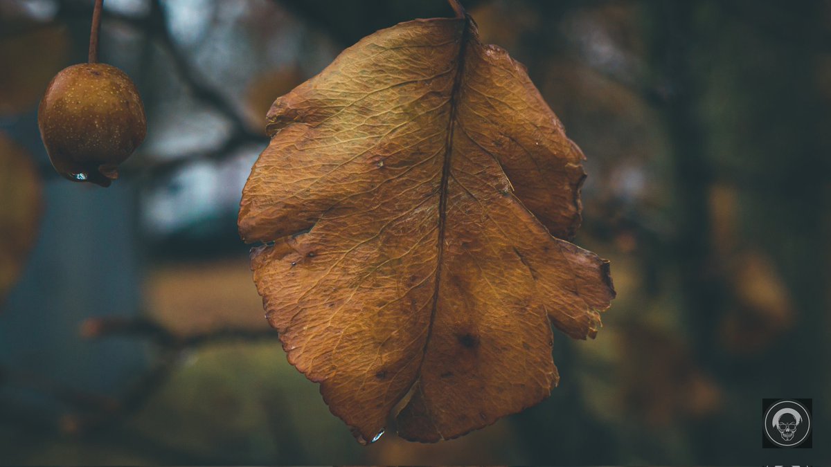 originalcoolone's tweet photo. Crispy
#rain #photography #love #weather #photooftheday #instagood #naturephotography #beautiful #MacroPhotography #Red #Textured #Textile #photogang #SingleObject #landscape #photographer #Freezing #picoftheday #Green #Plant #CloseUp #Still #Frozen @petermckinnon https://t.co/NdXZLjGJAk