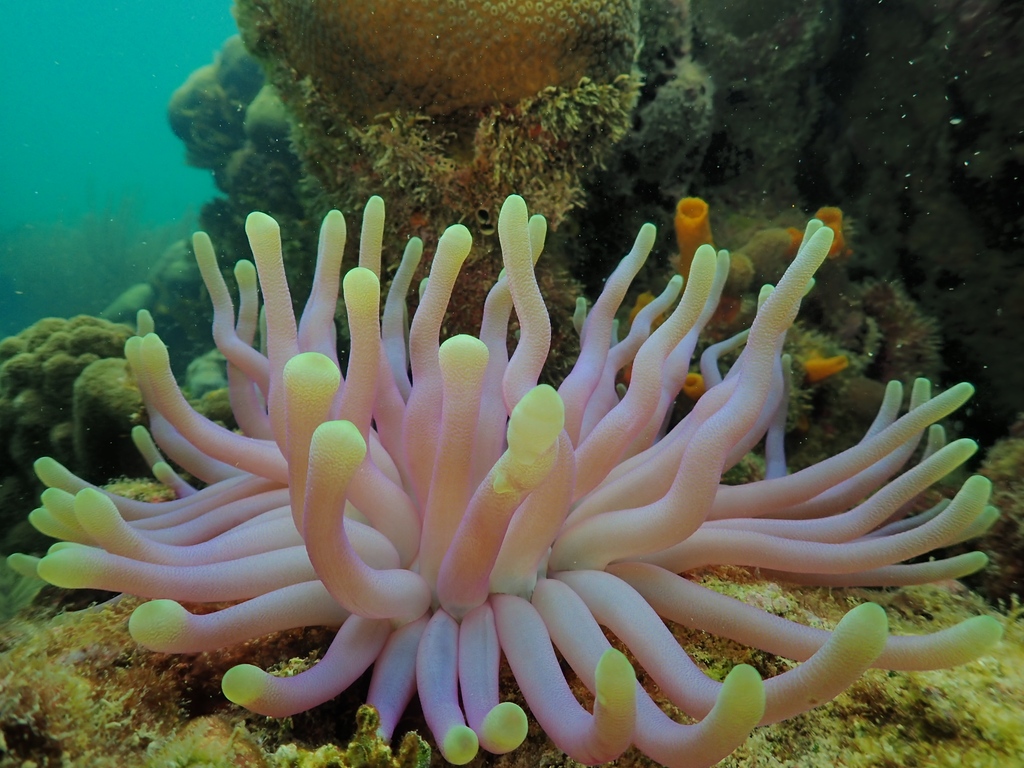 Doesn't this reef resemble a city 🏙️? The variety of structures of corals, sponges, &amp; other reef-builders is not just mesmerizing, it can influence the diversity and abundance of animals on it, a pattern we are studying with #MarineGEO surveys 🐠🐡🦀🐙 
📸: <a href="/RossWhippo/">Ross Whippo 🏳️‍🌈</a>