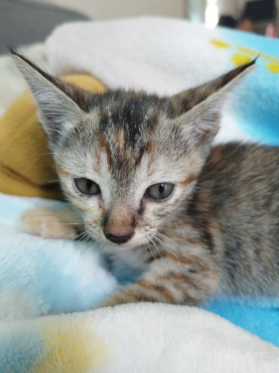 Netlovercat tweet media