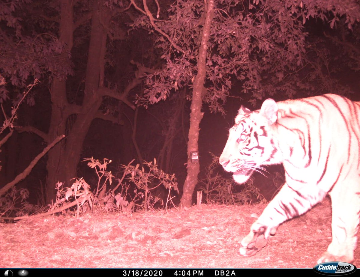 Kanz1234's tweet photo. Hot off the press: Happy to share our new paper on Wildlife in Climate Refugia. Happy Reading. @wwfnepal
#dfsc #yearofthetiger2022  https://t.co/TZ8FNZ7Ybm https://t.co/AsBI7r8gDD