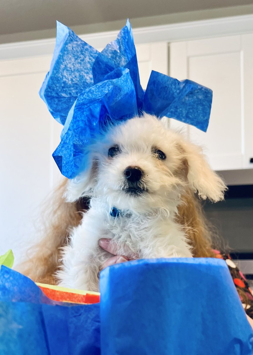 DMPerry_Artist's tweet image. Surprise! The Earl of Spencer is here!