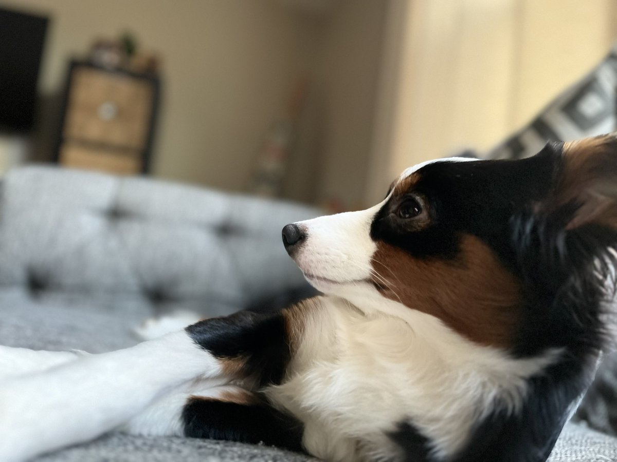 Luna’s Account Now!💖 (Angel Rex)🐶 tweet media