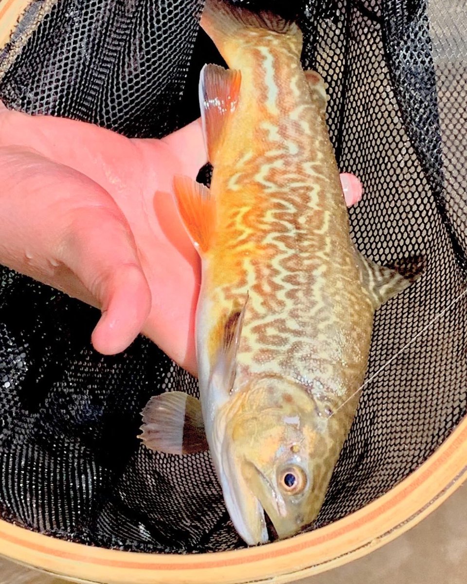 Thinking of spring time tigers and the shades of green that follow. 🐯🌱🌲

We dedicate this post to all the hardworking people at our state hatcheries and the biologists who are actively trying to make wv a better fishery!  Thank you!