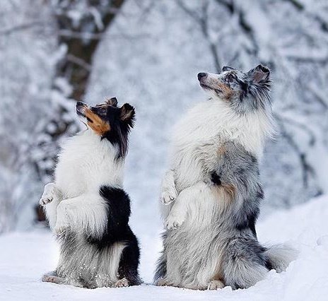 ruben_corella's tweet photo. #goidvibes #WinterIsHere #WinterIsComing #winterisnear #snow #snowtime #invierno #gorgeous #cold #coldwave #dogs #perros #nieve #nevadas #montaña #dogslover #friends #smilingpets #frio #oladefrio #perritos #twitterdogs #mascotas https://t.co/ahN1iFCMBD