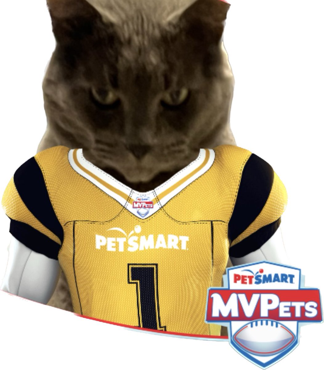 Lorrie_Bradshaw's tweet photo. My cat Moses is entered in the Petsmart #MVPets contest to win me tickets to the Super Bowl! 🙌🏼 I had to make him a player card to enter, of course I picked blk &amp; yellow colors 🖤💛 I think he looks handsome in his #Steelers colors! ⁦@PetSmart⁩ https://t.co/lPeIeqCMVE