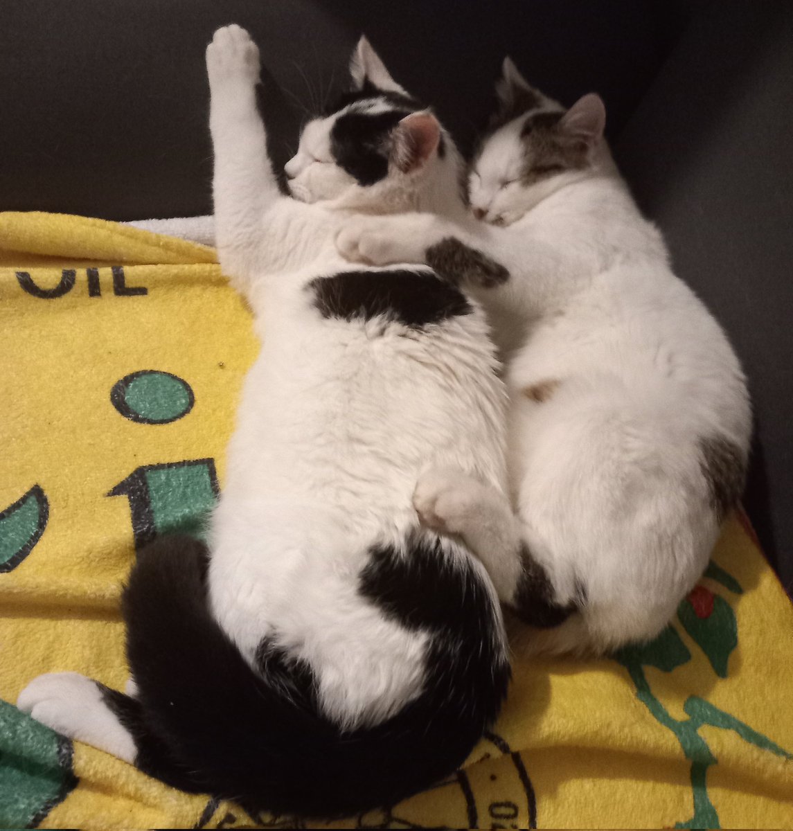nisamjaniko's tweet photo. Mislila sam ako si  slobodan veceras da dodjes da se grlimo celu noc :)) 🥰😍🥰😍🥰 https://t.co/2FTfAv2iqn