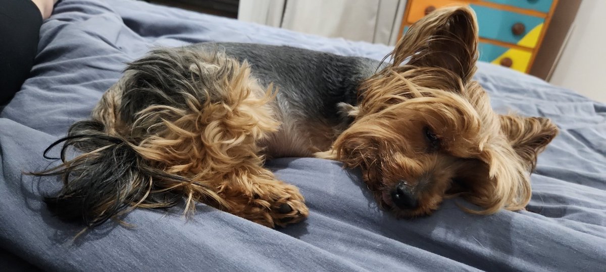 Poor Gaya is not happy. Can't step on her front leg and not leaving me for a second. Trip to vet in the morning. She's not in pain from what I can determine, or fever. Let's hope for the best.