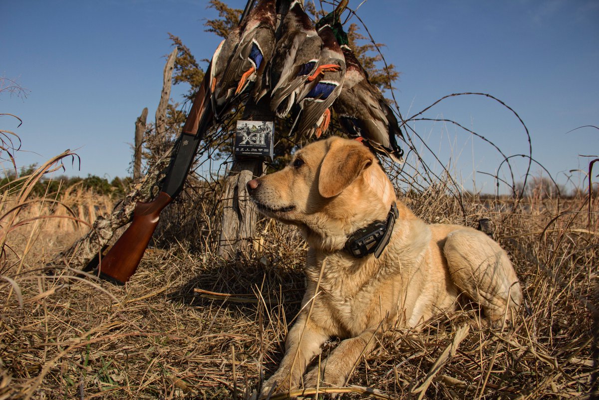 A tired retriever is a happy retriever.
#labradorretriever #duckhunting #waterfowl #hunting #wingshooting #photography #outdoors