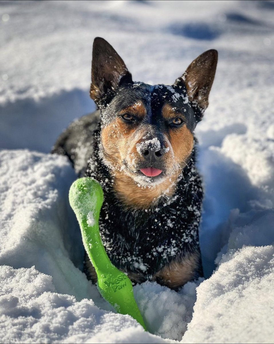 Hey mom + dad, Look what I found!

💚❄️💚❄️💚❄️💚❄️💚❄️💚❄️💚❄️💚❄️💚❄️

Sure, I, @wildairstream had to dig through a foot of snow to get my #Zwig but luckily <a href="/westpawus/">West Paw</a> makes their eco-friendly toys in easy-to-spot colors!