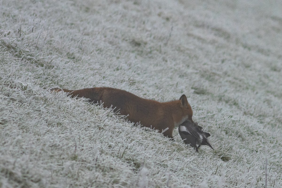 I watched this fox skilfully stalk a small flock of wigeon grazing at Hilfield Res. It crept up the dam, ears pricked, hunting by sound alone, until the last moment. Sad for the wigeon, but remarkable to watch. #hertsbirds #londonbirds