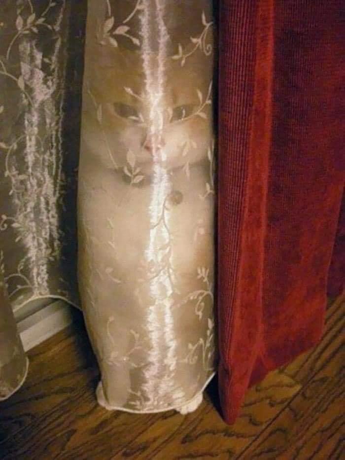 Thereisnocat_'s tweet photo. https://t.co/1k8a2BHXCU