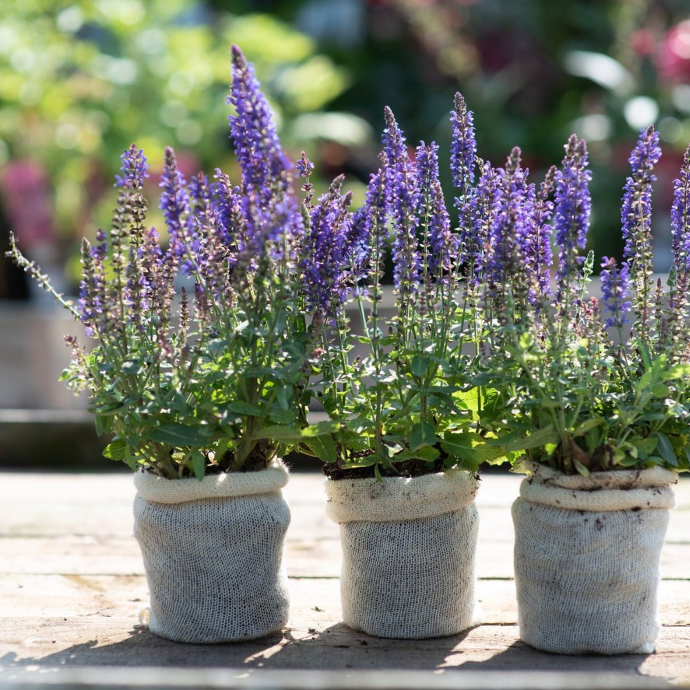 GardenNaturally's tweet photo. The buzz around wool pots is growing. Take a look at the new gardening product that everyone is talking about. 

Wool pots are a environmentally friendly alternative to plastic plant pots. 

They are also a natural slug and snail deterrent

Get yours here: https://t.co/rKS3LYG4fF https://t.co/VKPV4ldRGB