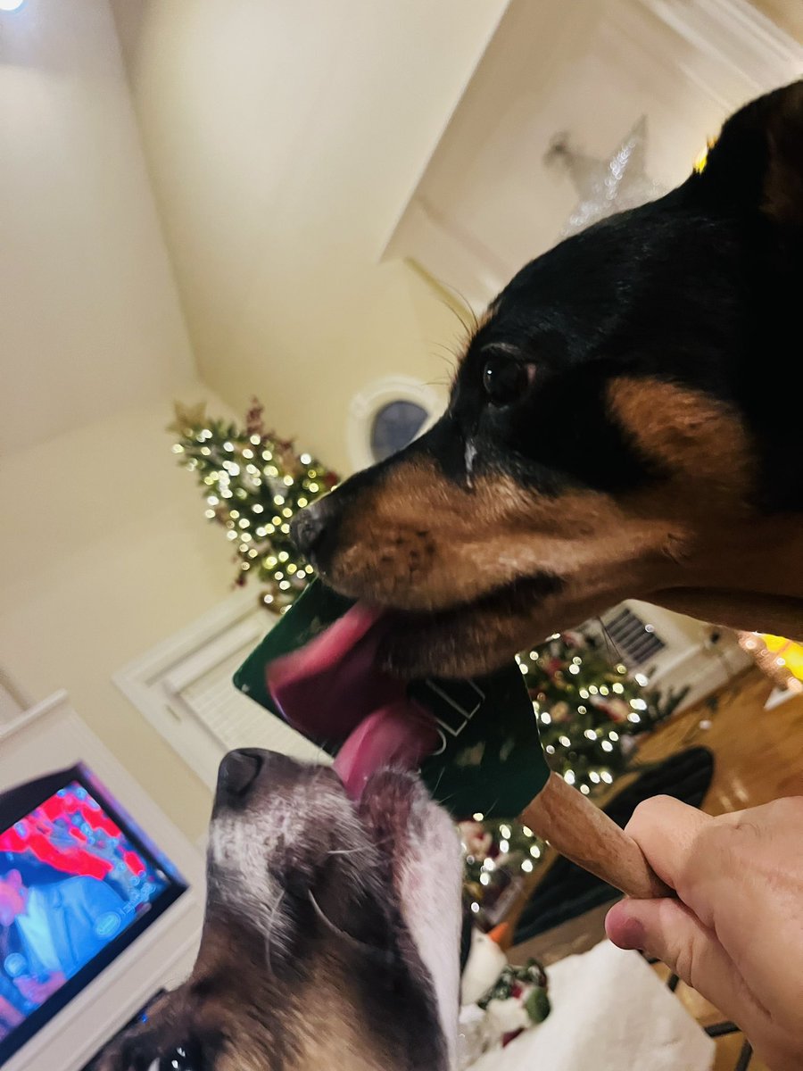 jspalding79's tweet photo. Jspa spending Sunday night watching Hallmark Christmas movies and letting my mutts lick the batter off the spoon from the Christmas cookies … 

#gettinginthespirit https://t.co/ihwnrDO5C7