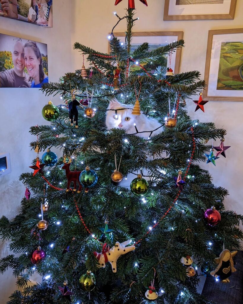 AndiTails's tweet photo. Erm, Albus? What are you doing? Daft git. #Albus #TreeElf https://t.co/NYppDjRD9F
