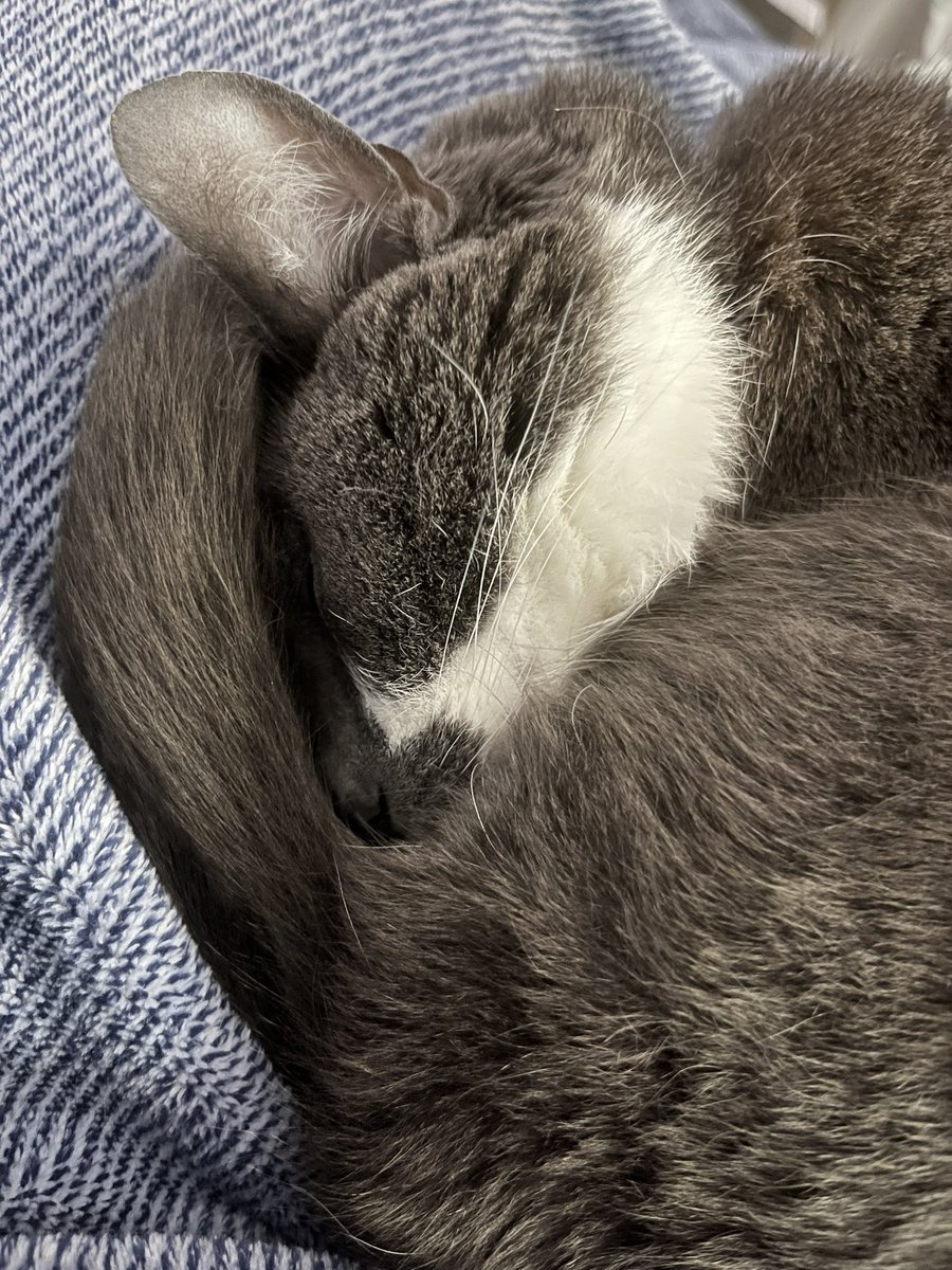 BurtyButt's tweet image. Nose to butthole circle snuggles