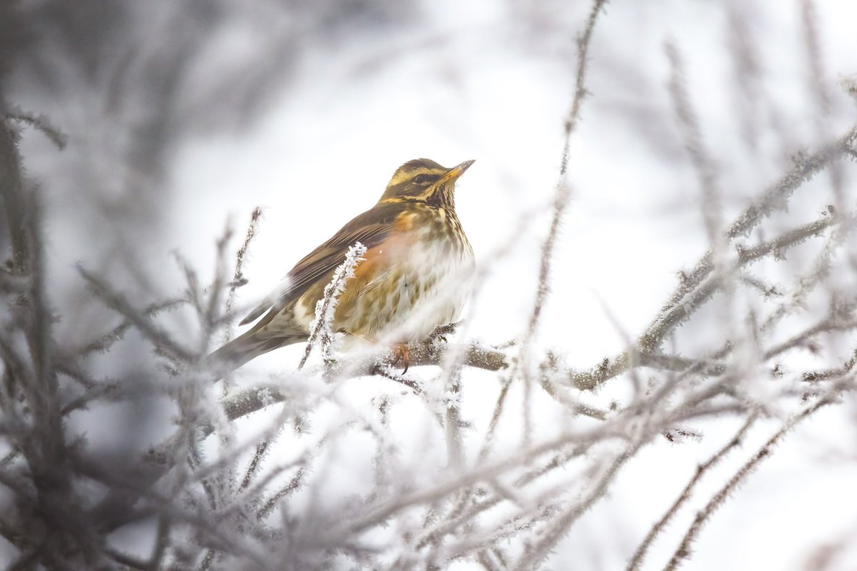 TrumpetBirder's tweet photo. Redwing &amp; Red Kite doing their best to tough out the cold weather this morning… #birds #birdphotography #birdoftheday #naturephotography #wildlifephotography #birdwatching #photography #birding #naturelovers #photooftheday #canon #EOS @bucksbirdnews @bucksalert @Natures_Voice https://t.co/ExbtUUOV9U