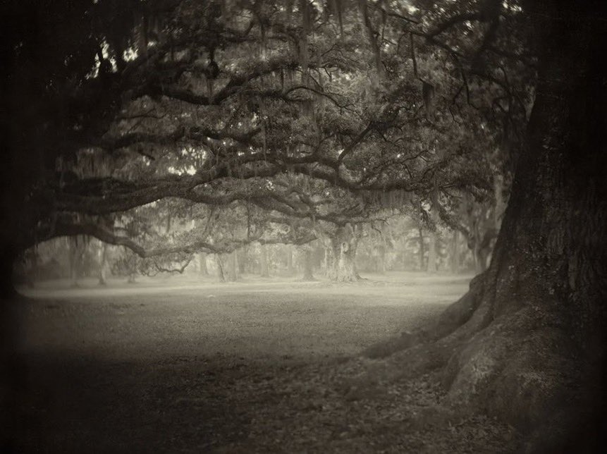 “How unhelpful is this clinging to the past...
A tree that wants to hold its withered leaves.”
   ~ Andre Gide

 📷 Sally Mann

thanks to <a href="/cschachner/">cs</a>