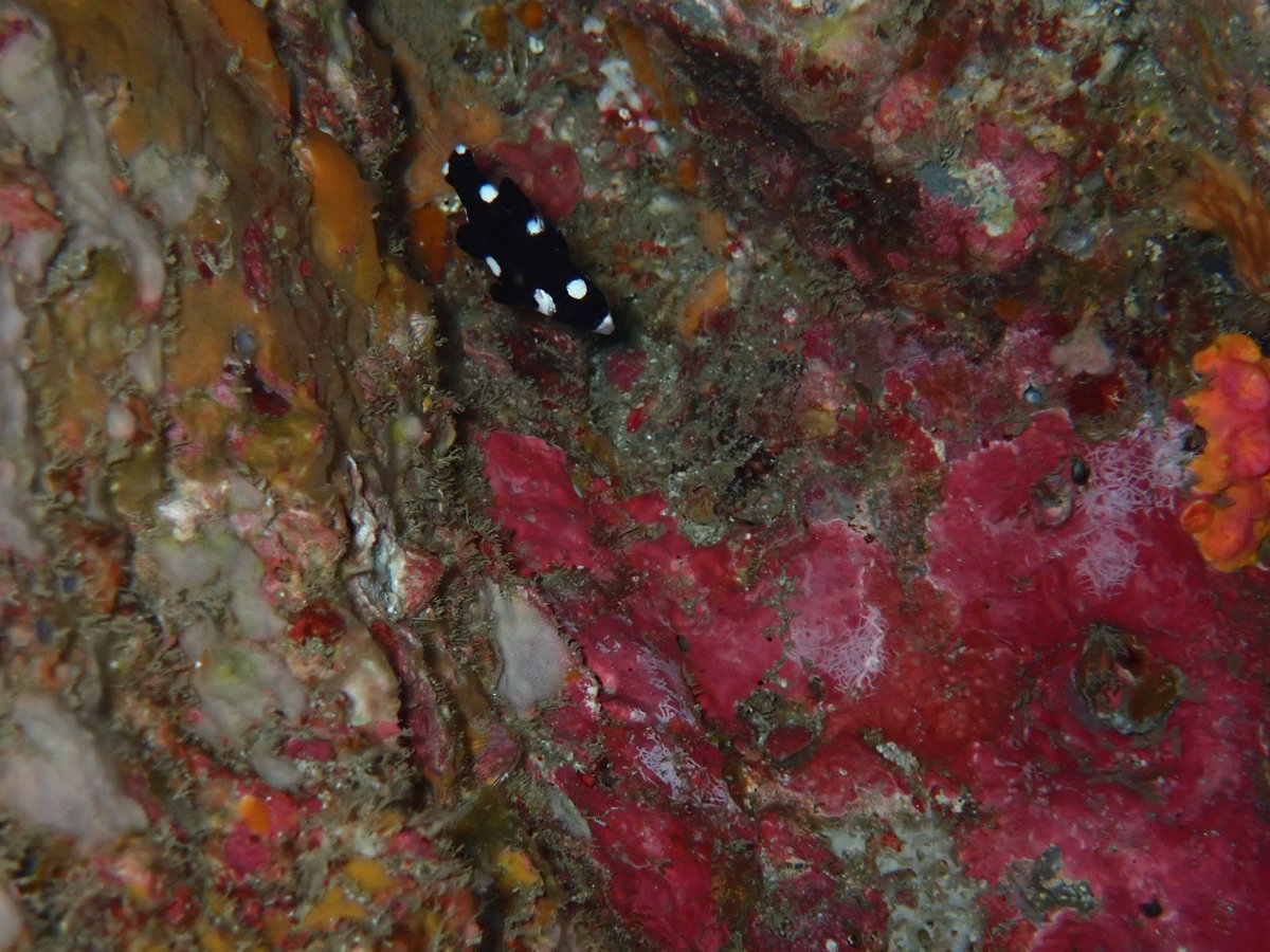BellaCasaDiving's tweet photo. 12月11日
ボートダイビング
さぐり瀬ークレパス
透明度10m
水温22℃
#100Dive おめでとー🎉
#スミツキベラ
#ヨコシマエビ https://t.co/mkxF2aUPcC