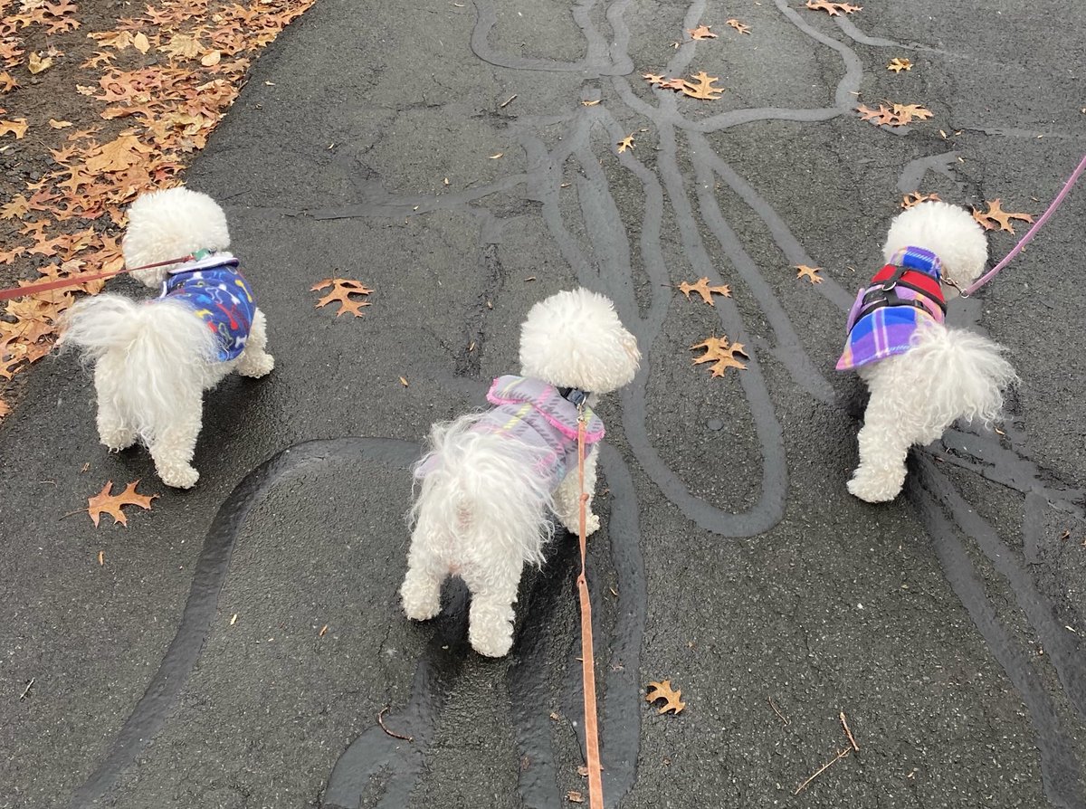 We got dressed up in our coats and took our humans to the park today 🥶 #whereswinky #bichonfrise