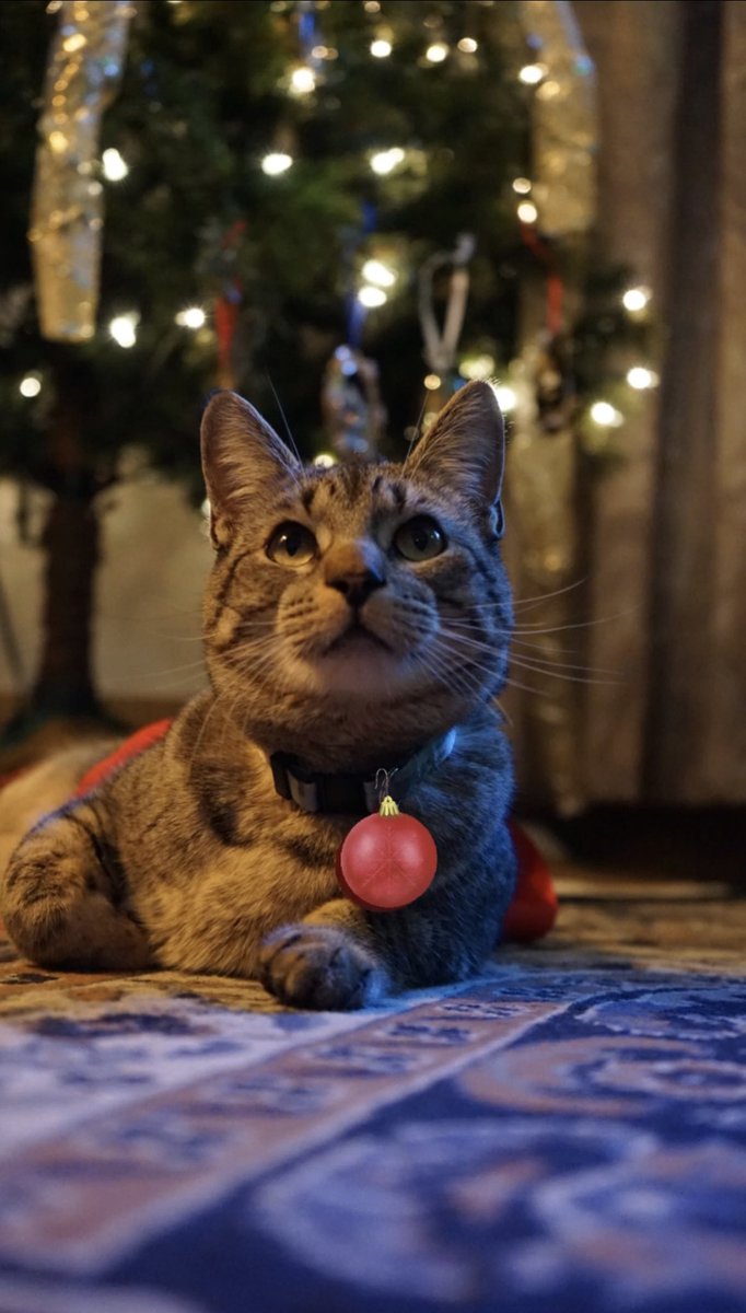 GuyforDenver's tweet image. Thank you to the last 5 donors – we are SO close to the final threshold to qualify for the Denver Fair Elections Fund.

Want more cute Christmas kitty content while also supporting a truly progressive candidate? Donate today: secure.actblue.com/donate/guyford…
