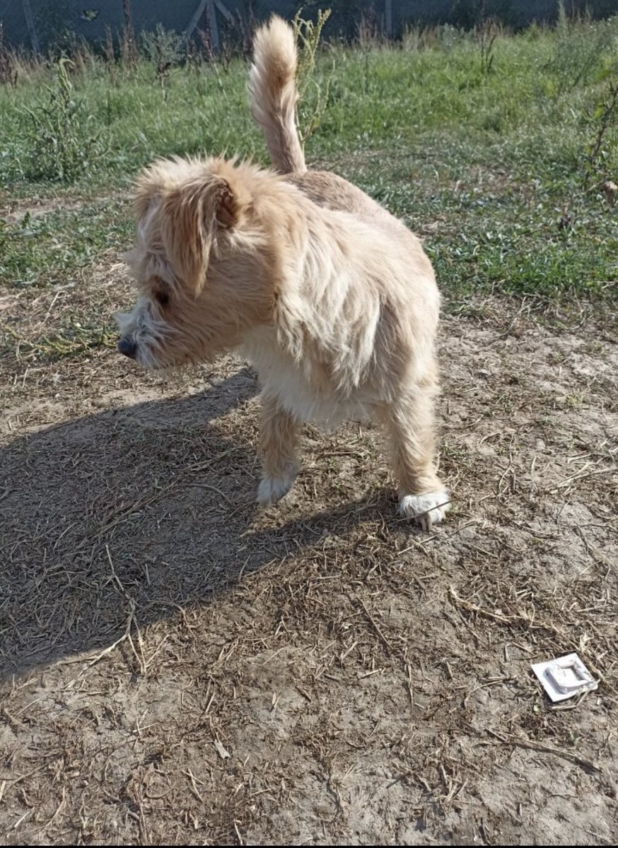 Bu kız henüz daha 2 yaşında. Sakin ve sosyal. Bursa’da barınağa bırakılmış. Geçici/ kalıcı yuva bulur muyuz getirsek ? 🥹 İletişim <a href="/GizemYzc/">Gizem</a>