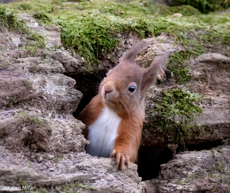 Mammal_Society's tweet image. CALLING ALL STUDENTS 📣

We're looking for people to write for our Student Spotlight blogs! Whether you're an undergrad or PhD student, if you're studying UK mammals we want to hear from you📝

Contact us to find out more and get involved at students@themammalsociety.org 🐭