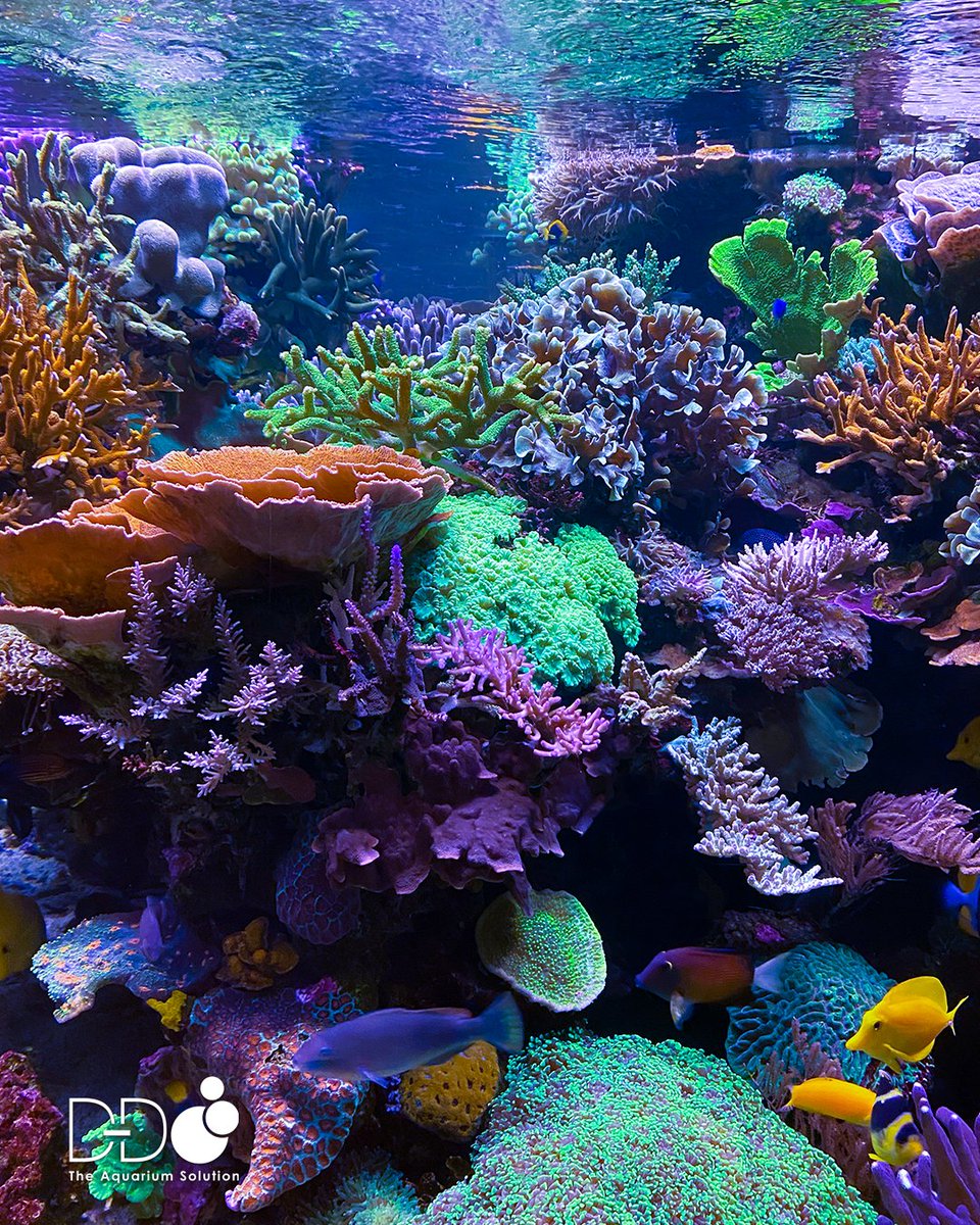 TheAquariumSoln's tweet photo. #theaquariumsolution
#davidsaxbyreef
#dd
#ddtheaquariumsolution
#aquaillumination
#polyplab
#clarisea
#h2ocean
#deltec
#rowa
#reefaquarium
#marineaquarium
#saltwateraquarium
#reefporn
#reefkeeper
#aquascaper
#coral
#reef
#reefers
#fishtank
#aquarium https://t.co/ZPGVBkKeyy