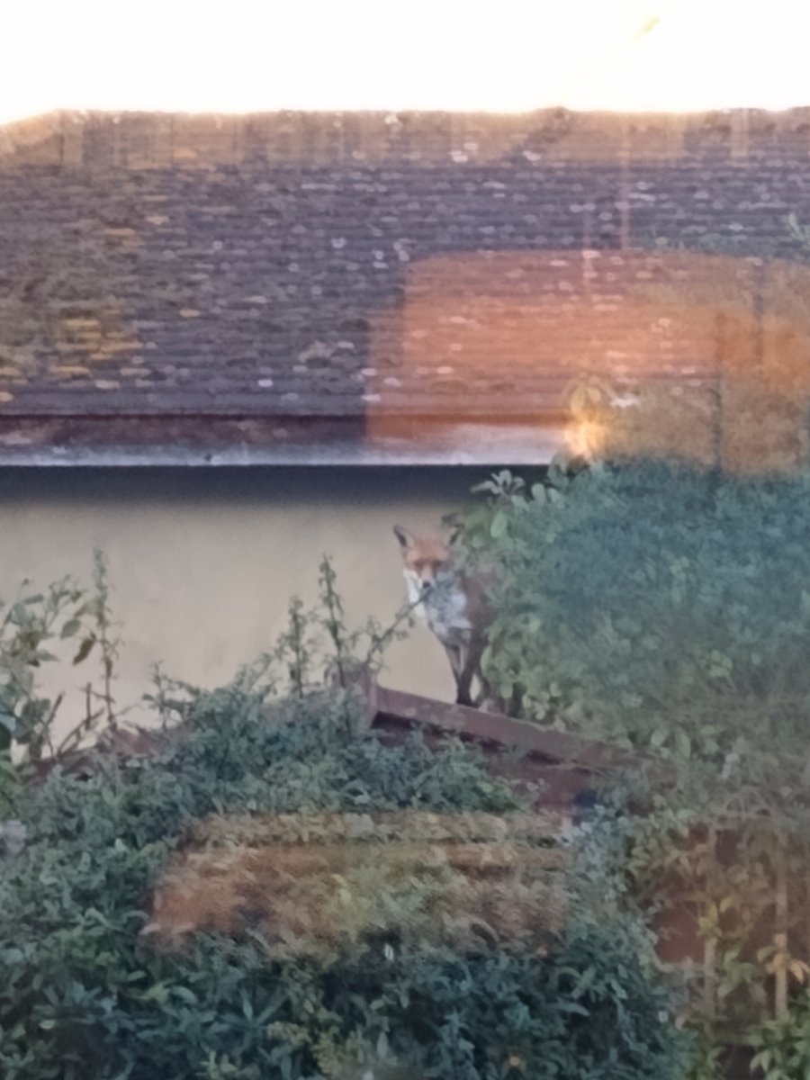 Jonathan Evan-Hughes ๐ (@_silverfox2) on Twitter photo Visitor to our garden yesterday on our garden shed. Our <a href="/Maddie_Welshie/">Maddie ๐</a> was quite excited and keen to say hello ๐ #fox #SaturdayVibes Visitor to our garden yesterday on our garden shed. Our <a href="/Maddie_Welshie/">Maddie ๐</a> was quite excited and keen to say hello ๐ #fox #SaturdayVibes